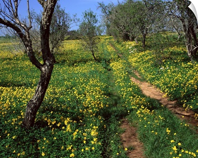 Spring flowers, Sao Jao, Baroa, Algarve, Portugal, Europe