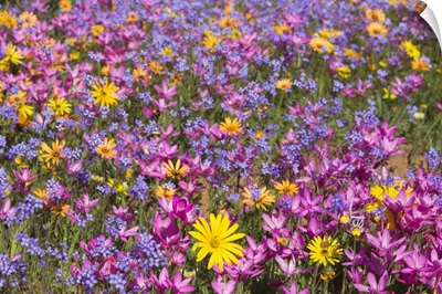Spring Wildflowers, Papkuilsfontein Farm, Nieuwoudtville, Northern Cape, South Africa