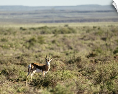 Springbok, Karoo National Park, Beaufort West, Western Cape, South Africa
