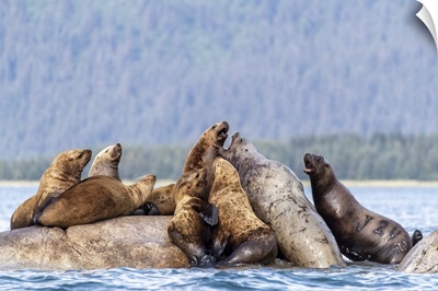 Steller Sea Lions, South Marble Islands, Glacier Bay National Park, Alaska