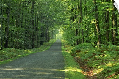 Straight empty rural road through woodland trees, Forest of Nevers, Burgundy, France