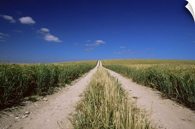 Straight path through field, Hampshire, England, UK