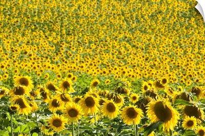 Sunflower Fields, Andalucia, Spain