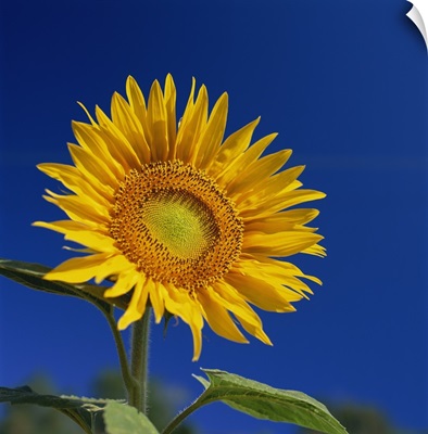 Sunflower, Tuscany, Italy, Europe