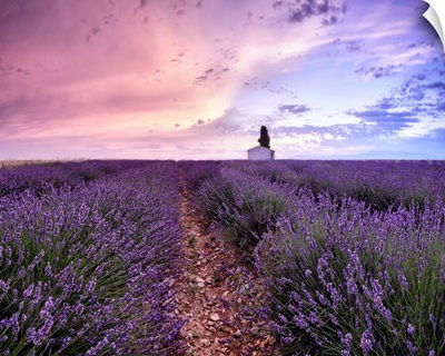 Sunrise In A Lavender Field With A Small Cottage And A Tree, Provence, France