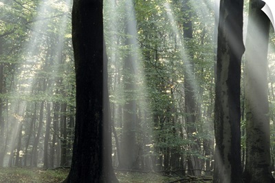 Sun's rays penetrating the forest, Bielefeld, North Rhine-Westphalia, Germany