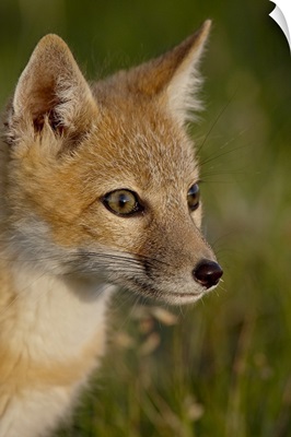 Swift fox kit, Pawnee National Grassland, Colorado