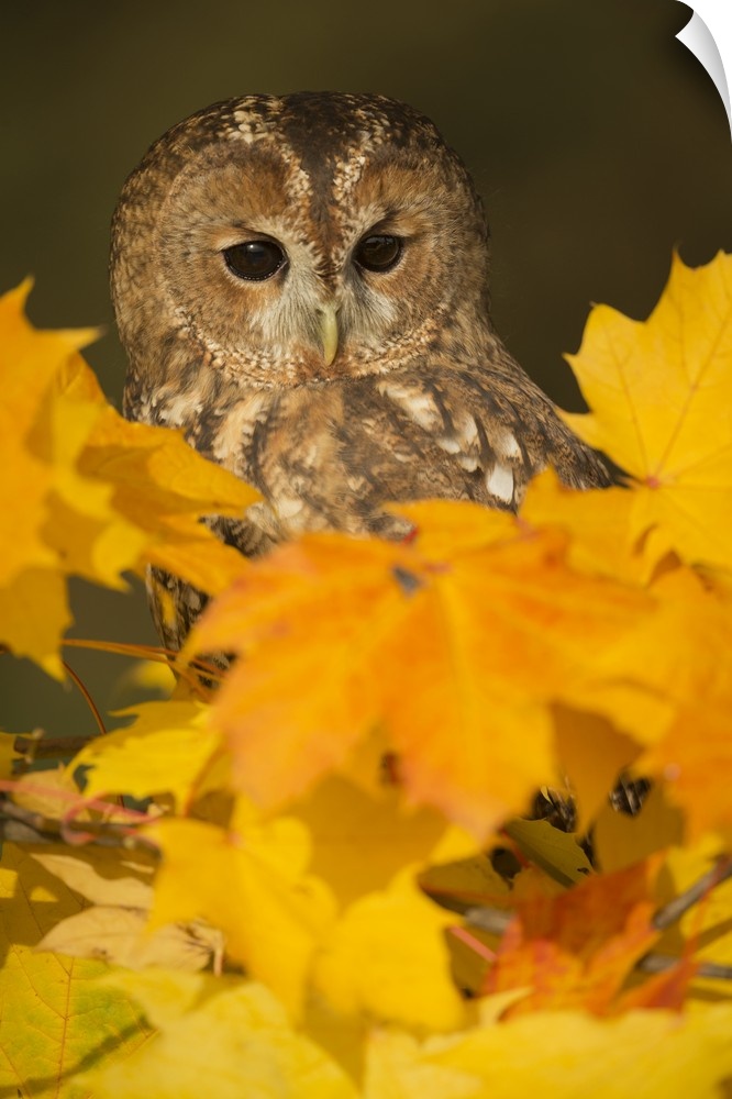 Tawny owl (Strix aluco), among autumn foliage, United Kingdom, Europe
