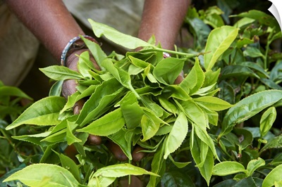 Tea, Tea Plantations, Munnar, Kerala, India