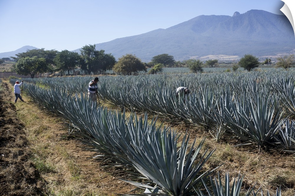 Tequila is made from the blue agave plant in the state of Jalisco and mostly around the city of Tequila, Jalisco, Mexico
