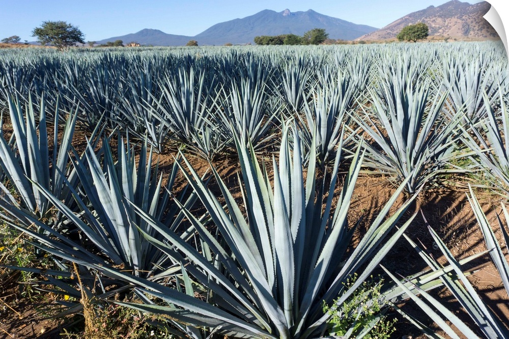 Tequila is made from the blue agave plant in the state of Jalisco and mostly around the city of Tequila, Jalisco, Mexico
