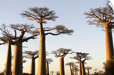 The Alley of the Baobabs, Madagascar