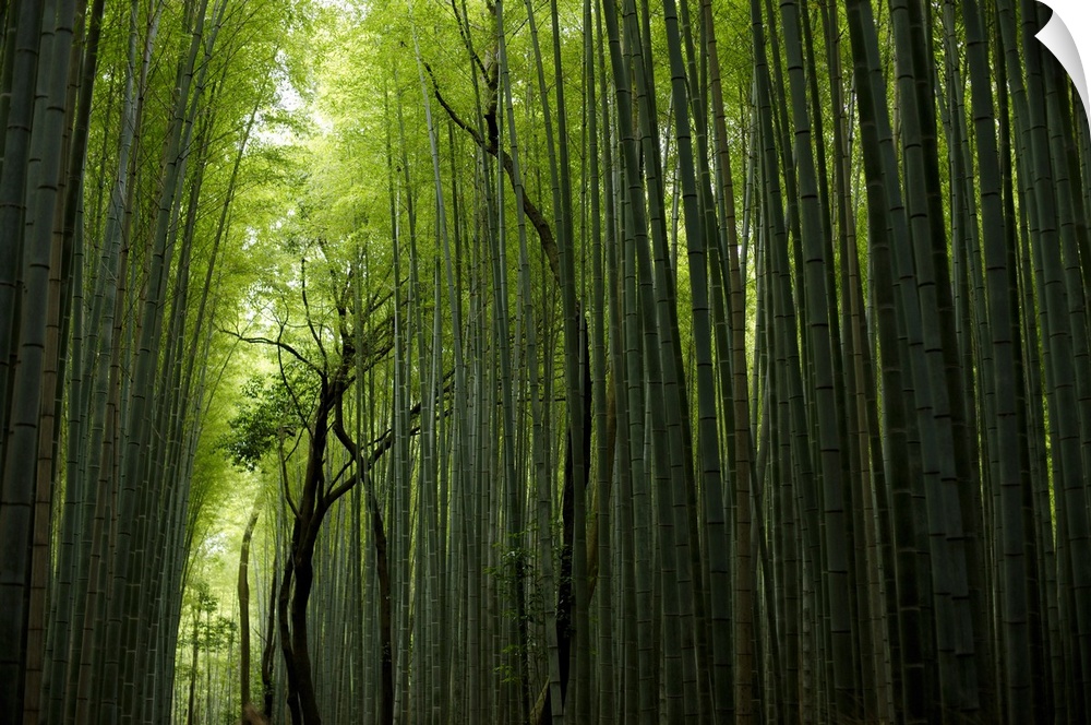The Arashiyama Bamboo Alley, Kyoto, Japan, Asia