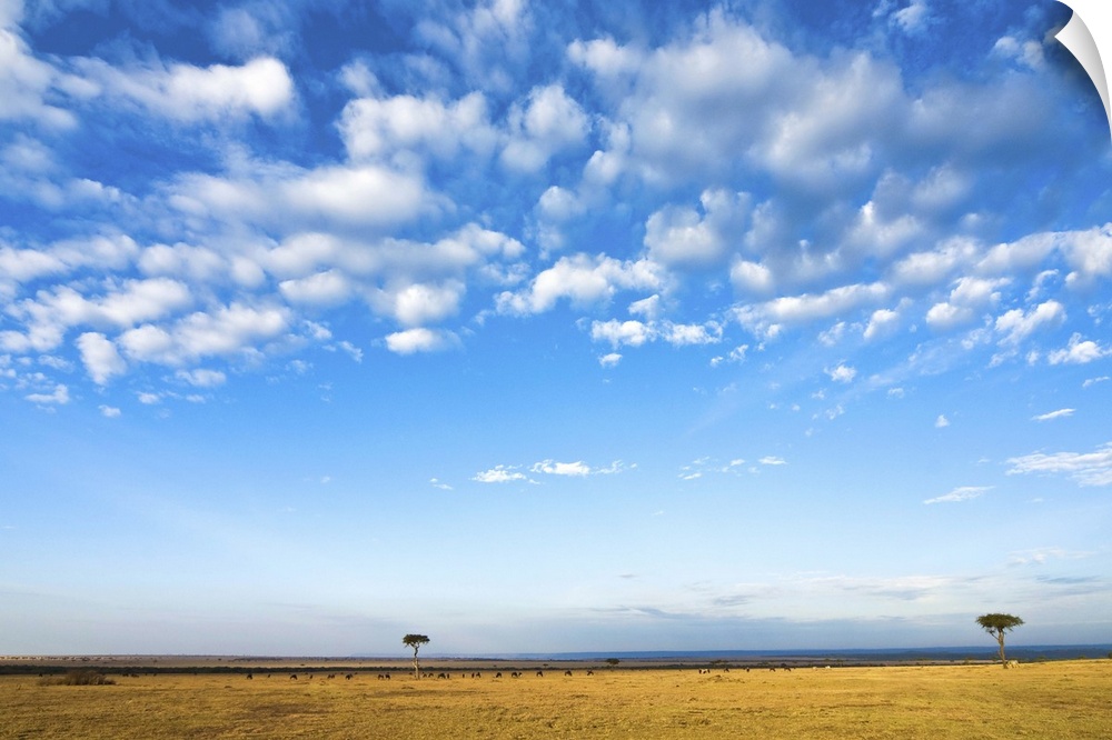 The Bush, Masai Mara National Reserve, Kenya, East Africa, Africa