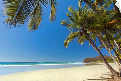 The white sand palm-fringed beach, Samara, Costa Rica
