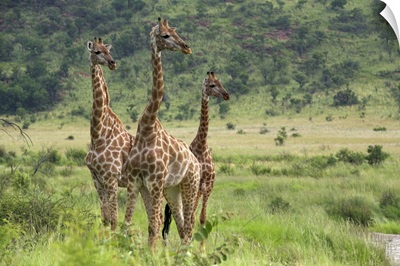 Three giraffes, Pilanesberg Game Reserve, North West Province, South Africa