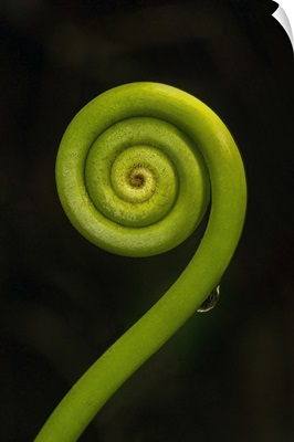 Tightly Coiled Fern Frond (Fiddlehead) In The Rainforest On Tenorio Volcano, Costa Rica