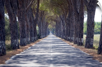 Tree-lined road, Maremma, Tuscany, Italy, Europe