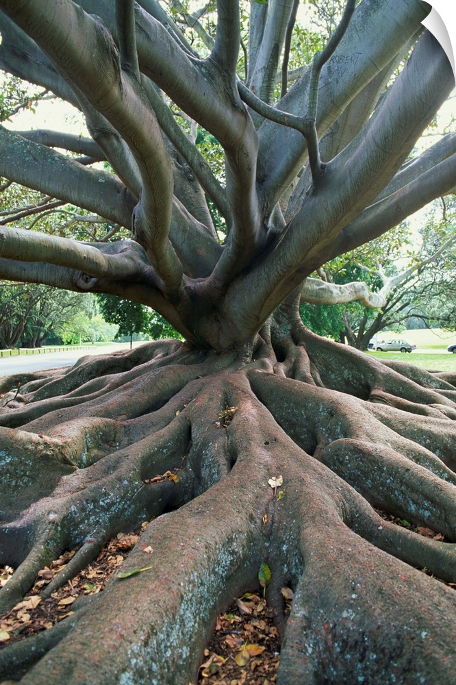 Trunk and roots of a tree in Domain Park, Auckland, North Island, New Zealand, Pacific