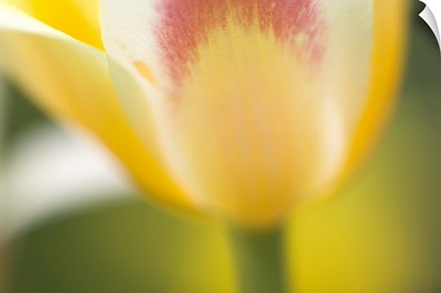 Tulip, Tulipa