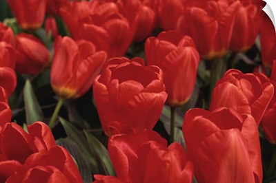Tulips, Holland, Europe