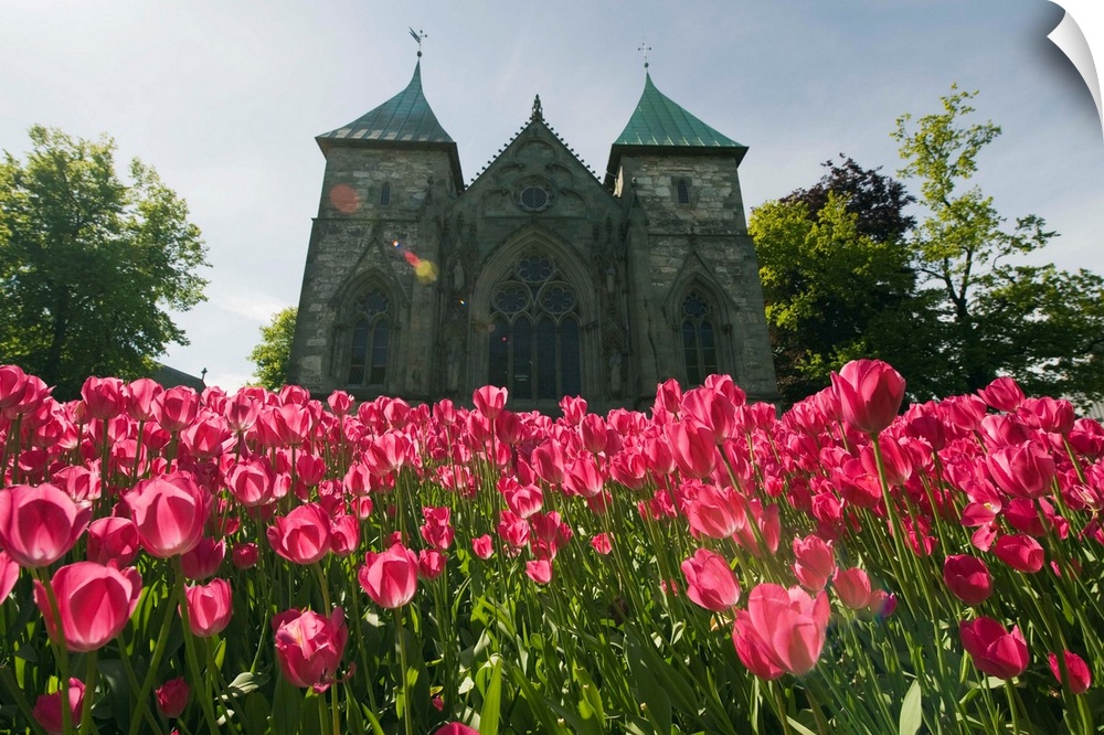 Tulips in front of Stavanger Cathedral, Stavanger, Norway, Scandinavia