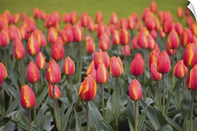 Tulips, Keukenhof, park and gardens near Amsterdam, Netherlands