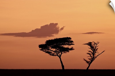 Two acacia trees at dawn, Serengeti National Park, Tanzania