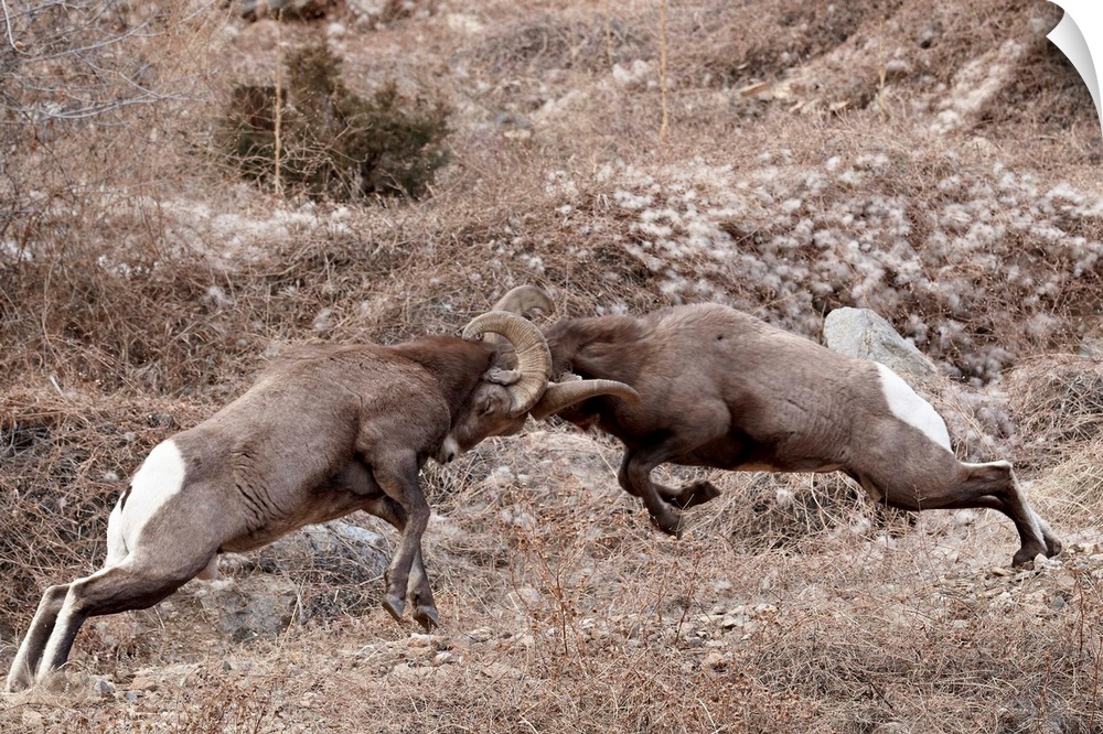 Two bighorn sheep rams head butting, Clear Creek County, Colorado