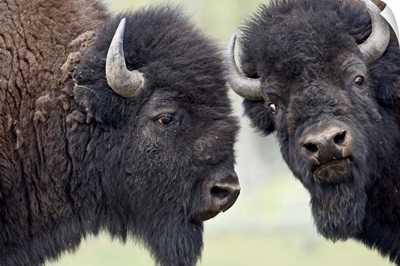 Two bison (Bison bison) bulls facing off, Yellowstone National Park, Wyoming