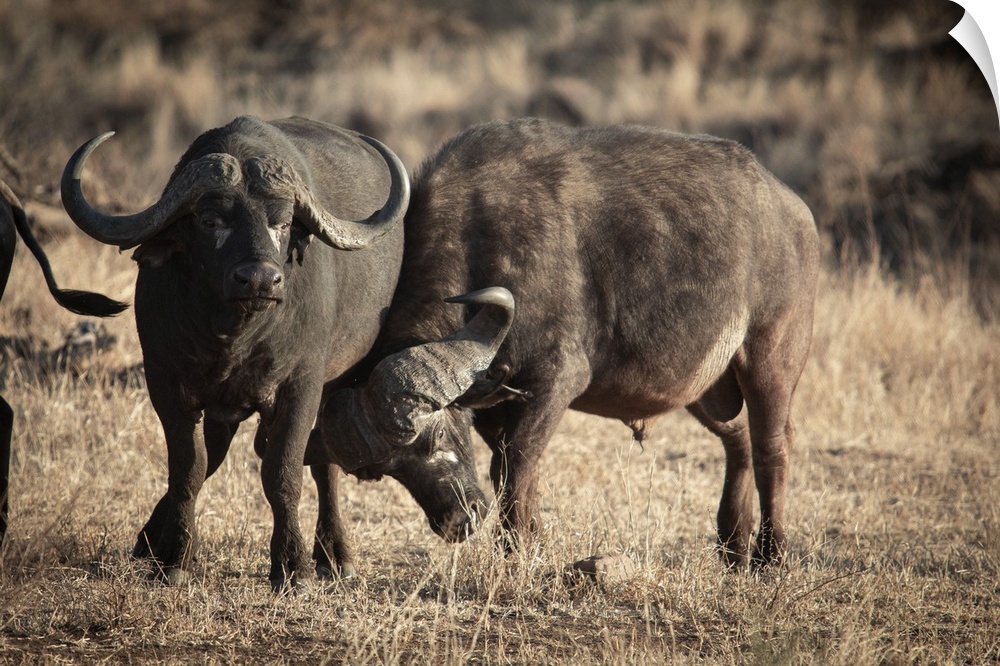 Two buffalos in Kruger Park, South Africa, Africa