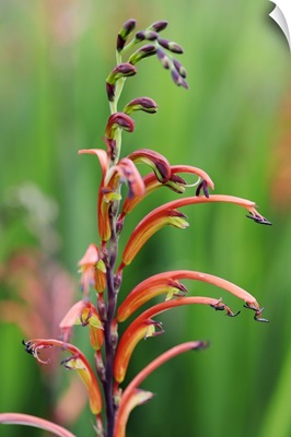 Two-Colour Cobra Lily, Cape Town, Western Cape, South Africa