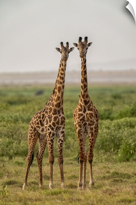 Two Giraffes, Amboseli National Park, Kenya