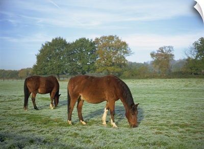 Two horses in a frosty field early morning in autumn, Berkshire, England, UK
