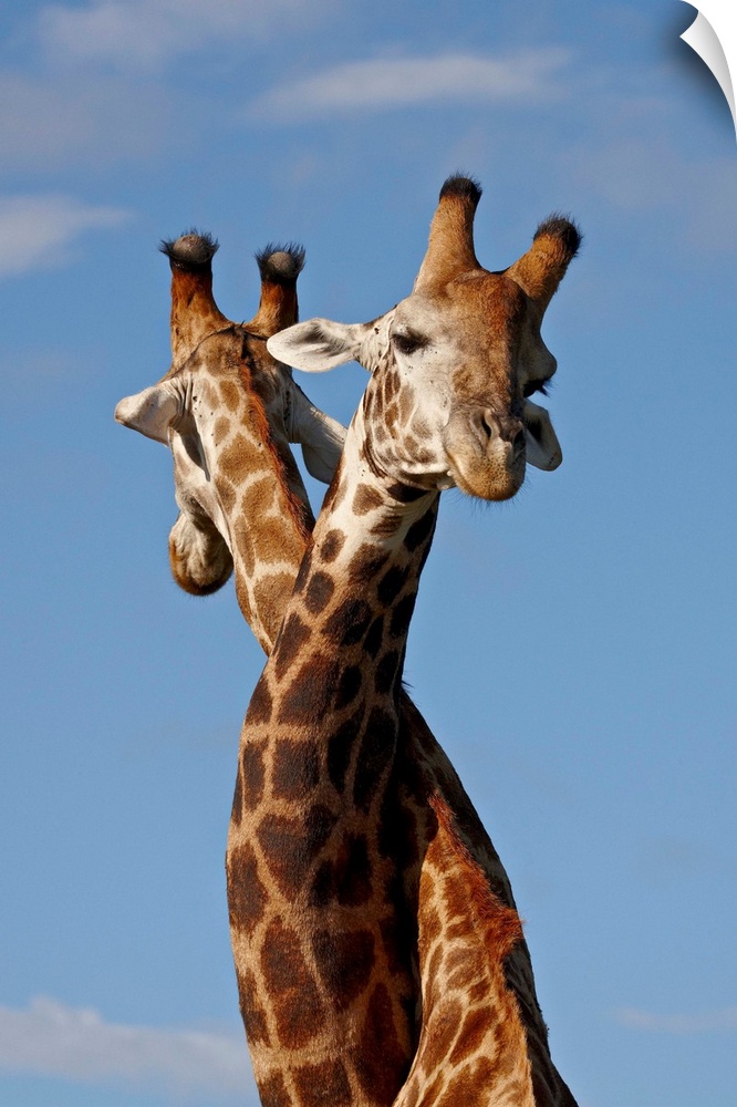 Two male Cape giraffe fighting, Imfolozi Game Reserve, South Africa