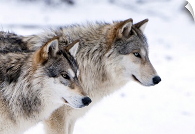 Two Sub Adult North American Timber Wolves In Snow, Austria
