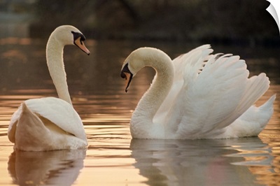 Two swans on water