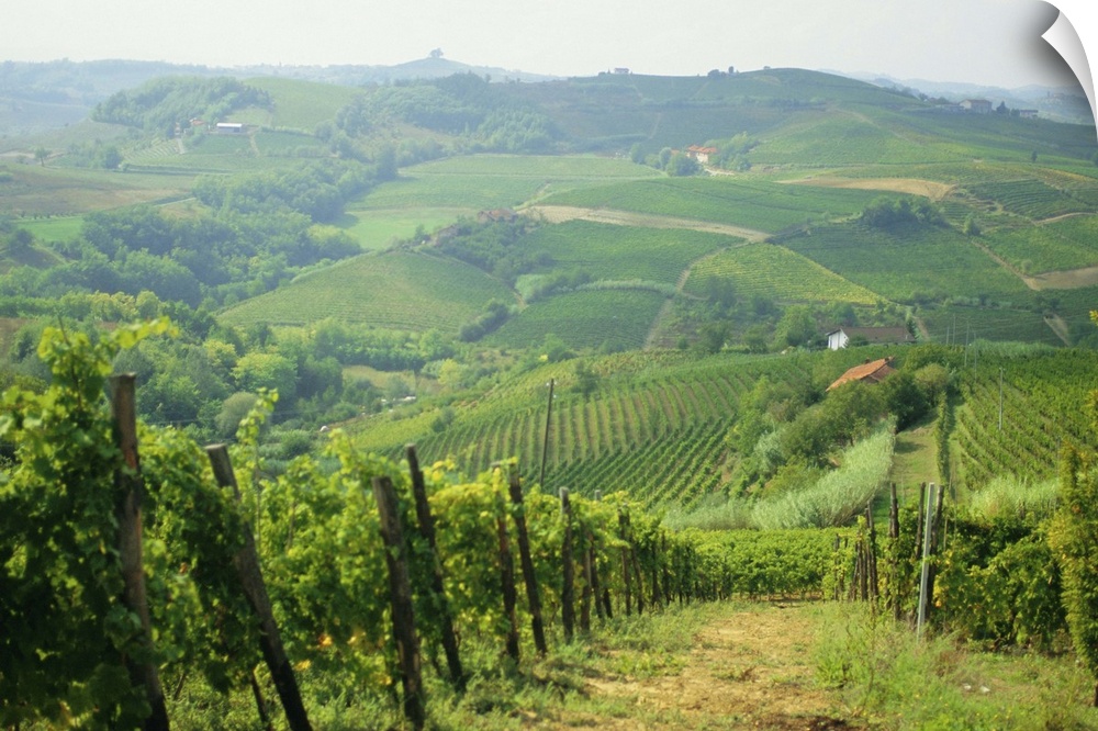 Typical landscape of vines in the Colli Piacentini, Piacenza, Emilia Romagna, Italy