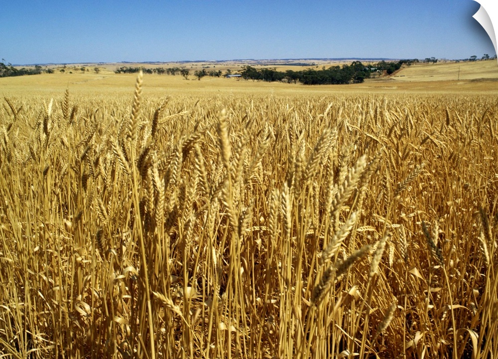 Vast fields of ripening wheat, near Northam, West Australia, Australia