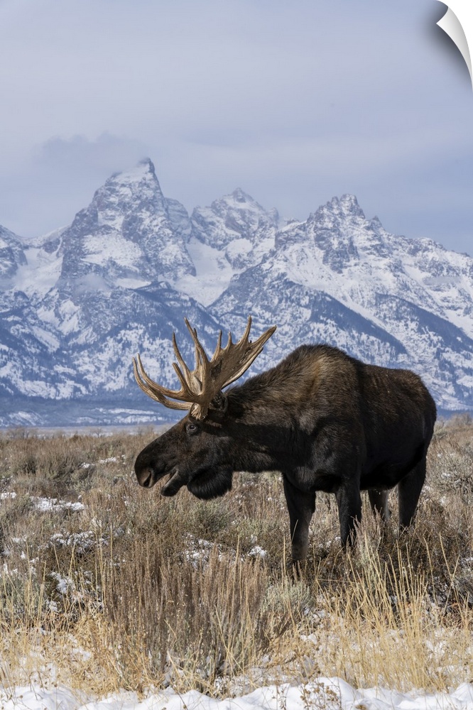 Vertical of bull moose (Alces alces), in front Grand Teton peak, Grand Teton National Park, Wyoming, United States of Amer...