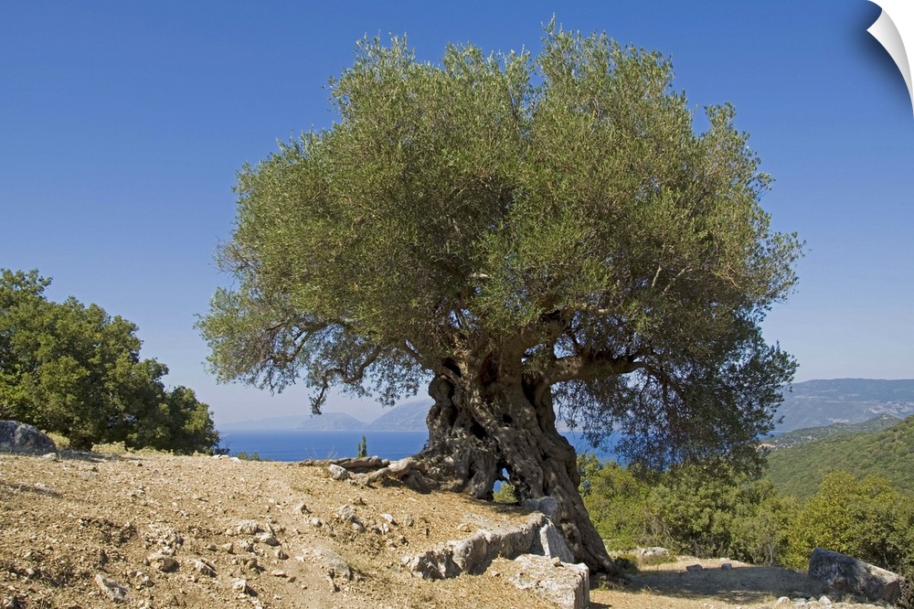 Very old olive tree, Kefalonia, Ionian Islands, Greece