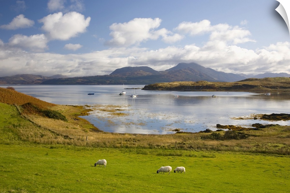 View across harbour to the Sound of Sleat and hills of the Knoydart Peninsula, sheep grazing, Isleornsay, Isle of Skye, Hi...