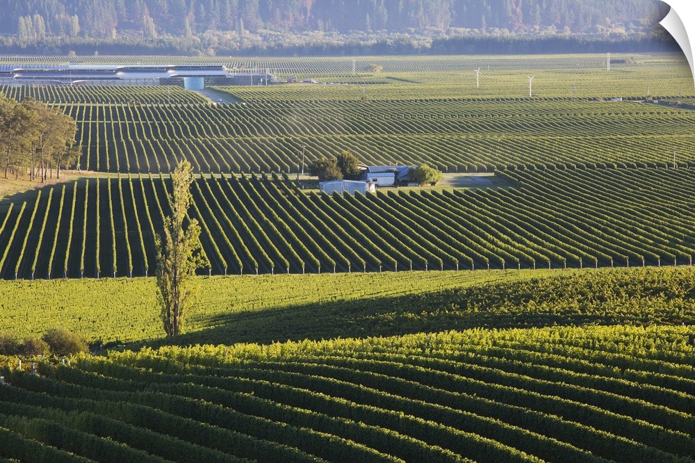 View over typical vineyards in the Wairau Valley, early morning, Renwick, near Blenheim, Marlborough, South Island, New Ze...