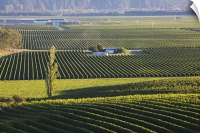View over typical vineyards in the Wairau Valley, Marlborough, New Zealand