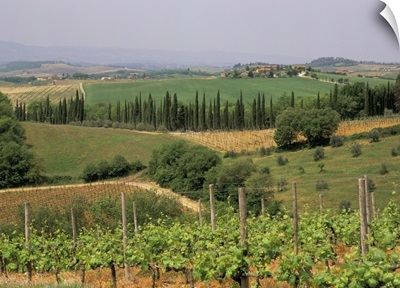 Vines and vineyards, Chianti district north of Siena, San Leonino, Siena, Tuscany, Italy