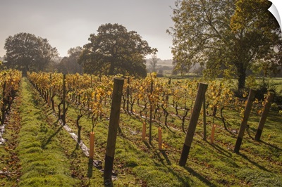 Vineyard, Chapel Down Winery, near Tenterden, Kent, England