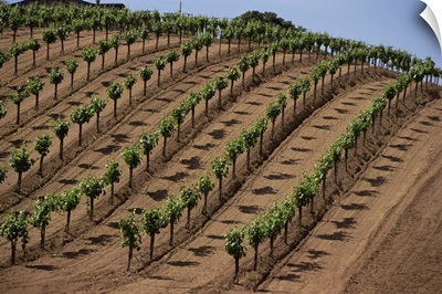 Vineyard, Napa Valley, California, USA