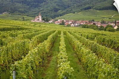 Vineyards and villages along the Wine Route, Alsace, France, Europe