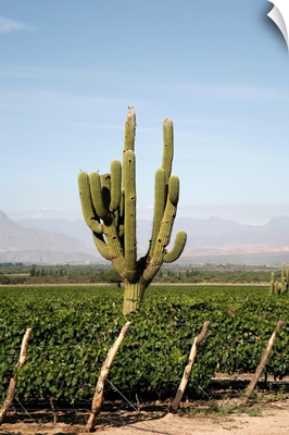 Vineyards in Cafayate, Valles Calchaquies, Salta Province, Argentina