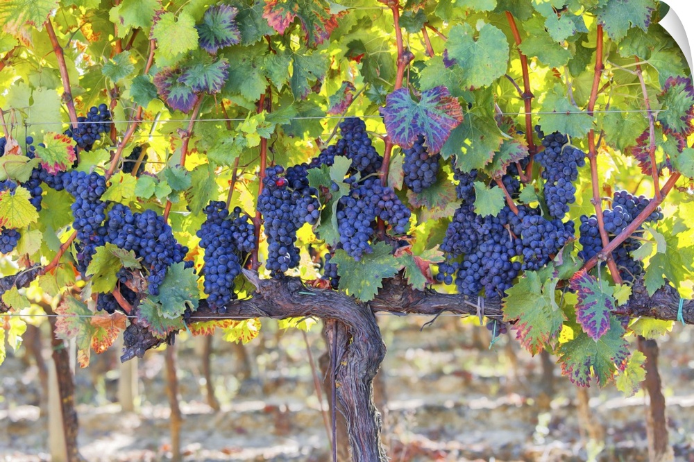 Vineyards of Sagrantino di Montefalco in autumn, Umbria, Italy, Europe